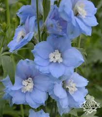 Image result for Delphinium