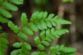 Image result for Cheilanthes quadripinnata