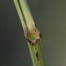 Image result for Aristida pilgeri