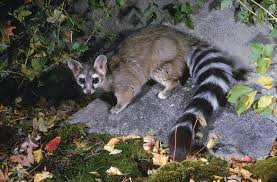 Ringtail Cat
