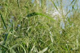 Image result for Panicum novemnerve