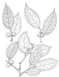 Image result for Ficus variifolia