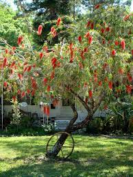 Bottle Brush Tree Here In Florida Florida Plants Tropical Landscaping Florida Landscaping
