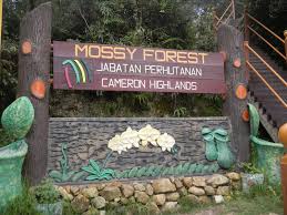 Fragrance nursery merupakan tempat menarik di cameron highland kerana merupakan paling awal menghasilkan buah anggur. 9 Tempat Menarik Percuma Wajib Singgah Bila Rancang Bercuti Ke Cameron Highlands Mingguan Wanita