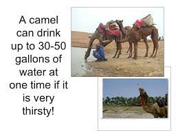 Perhaps this is where the misunderstanding arises that camels store water in. A Camel Can Drink Up To Gallons Of Water At One Time If It Is Very Thirsty Ppt Download