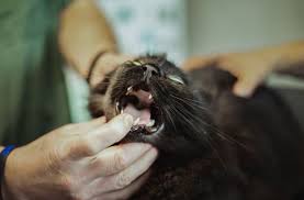 Your veterinary questions answered online in minutes. What To Do If My Dog Or Cat Is Choking Memphis Emergency Vet