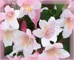 Beauty Bush Flower Essence Nature S Remedies Beautytipsforblackwomen Flower Essences Beauty Bush Natural Remedies