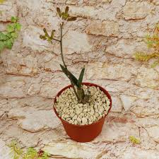 Image result for Eulophia petersii