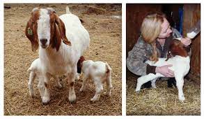 Weaning Small Ruminants Farm And Dairy