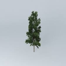 (redirected from list of plants known as silky oak). Silky Oak Grevillea Robusta 1 3d Cgtrader