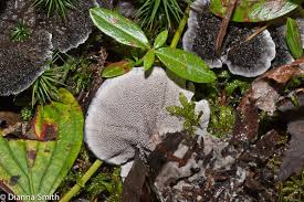 Image result for Phellodon niger