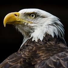The Most Endangered Animal In Every State In 2020 Endangered Animals Rare Animals Most Endangered Animals