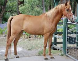 Beautiful Black And Brown Horse Pin By Ruthieblue On Horses Shades Of Chestnut Sorrel In 2020 Chestnut Horse Horses Brown Horse