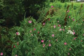 Image result for Trapaceae