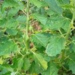 Image result for Pedalium