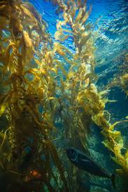 Birch Aquarium At Scripps Institution Of Oceanography Explore A Forest Under The Ocean Our Two Story 70 000 Gallon Giant Kelp Tank Immerses Guests In Birch Aquarium Forest Ecosystem Under The Ocean