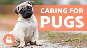 Check spelling or type a new query. Caring For Pugs Food Hygiene And More Youtube