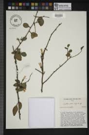 Image result for Oliverella rubroviridis