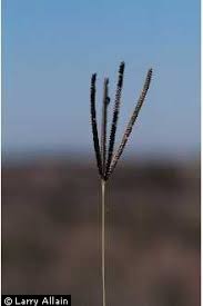 Image result for Eustachys