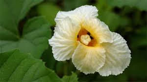 Image result for Momordica foetida