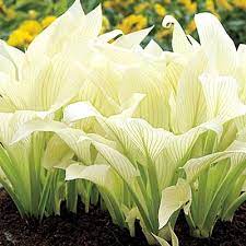 There are 182 hosta tubers for sale on etsy, and they cost 16,33 $ on average. White Feather Hosta Direct Gardening