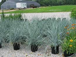 Blue Lyme Grass Planter Design Yard Landscaping Ornamental Grasses