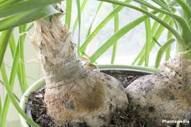 Ponytail Palm Beaucarnea Recurvata How To Plant Care Propagate Plantopedia