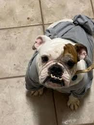 Florida english bulldog rescue (fl). Pets For Adoption At Florida English Bulldog Rescue In Odessa Fl Petfinder