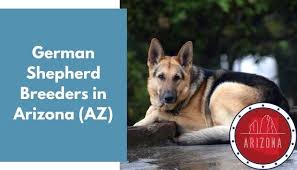 Breeder of exceptional quality, natural protection, service dog and family companion german shepherd dogs. 31 German Shepherd Breeders In Arizona Az German Shepherd Puppies For Sale Animalfate