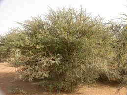 Image result for Acacia hockii