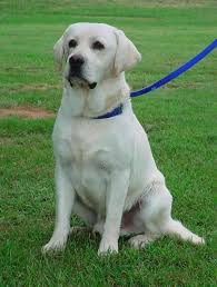 As a small, family owned and operated farm, we are focused on breeding healthy, obedient english labrador retrievers that flourish in the show ring, in the field, and most importantly, in your home. English