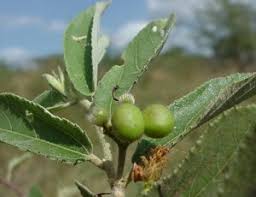 Image result for Grewia