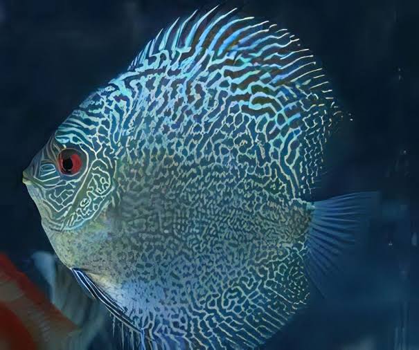 Blue Snakeskin Discus – Sims Tropical Fish | Tropical Fish, Aquarium, Fish Store