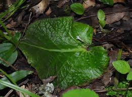 Image result for Streptocarpus myoporoides