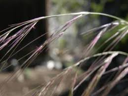 Image result for Aristida denudata