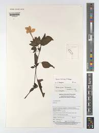 Image result for Barleria richardsiae