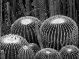 Самые новые твиты от palmiarnia poznańska (@palmiarniap): Palmiarnia Poznan Atrakcje Dla Dzieci Wielkopolskie