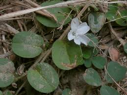 Image result for Evolvulus nummularius