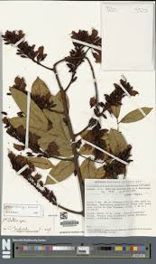Image result for Indigofera paracapitata