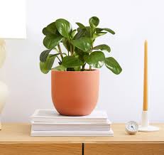 Image result for Peponium