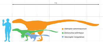 utahraptor deinonychus velociraptor scale chart dinosaur