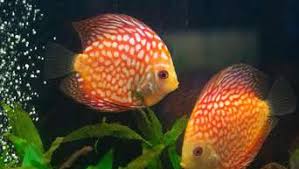 Jun 22, 2010 · unter dem meer free online jigsaw puzzles on thejigsawpuzzles.com. Diskusfische Vertragen Keine Hektik Im Aquarium Tiere