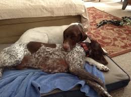 See more ideas about german shorthair, dogs, german shorthaired pointer. Pin On German Shorthaired Pointers