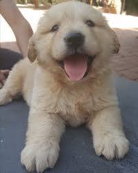 Gaziantep Kopek Ciftligi Goldenretriever Erkek Disi Mevcuttur Irk Garantili Saglik Problemi Yoktur 05330482707 Ulasabilirsiniz Almancobankopegi Rotweiler Sibiryakurdu Frenchbulldog Ingilizbulldog Goldenretriever Malteseterrier