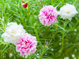 My great grandmother always had some in an old cream i have some moss rose seeds that are in queue, although i've never seen any and was just going to give it the things to guarantee them to flower a lot are poor soil and lots of sun. 17 Full Sun Plants Sun Loving Flowers And Perennials