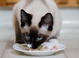 Physically, this breed is known for its elegant and long body, has a siamese males weigh 8 to 12 pounds while females mostly weight 8 pounds. How Much Do Siamese Cats Cost