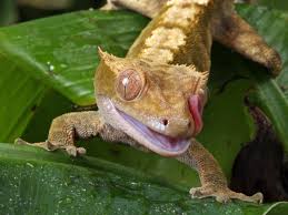 See more ideas about reptiles, amphibians, pets. 6 Best Pet Reptiles For Beginners Pethelpful By Fellow Animal Lovers And Experts