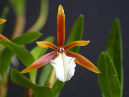 Maybe you would like to learn more about one of these? Dinema Wikipedia