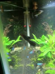 Ultimate Platy Fish Care Guide: Food, Parameters, Tank