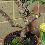 How to care for rescued dwarf jade tree?